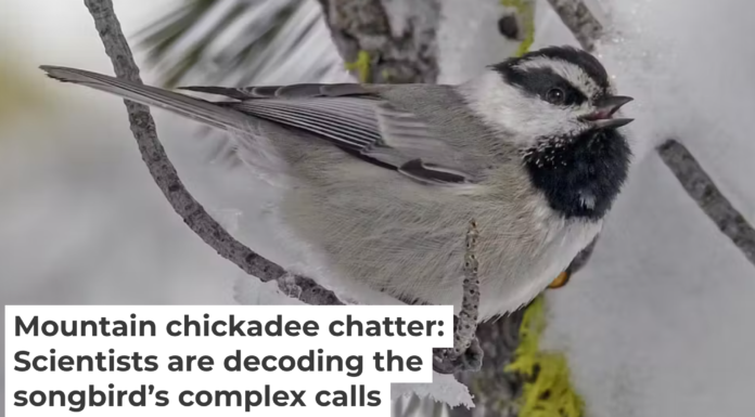 Mountain chickadees are unusual in having more complex calls than songs. Vladimir Pravosudov